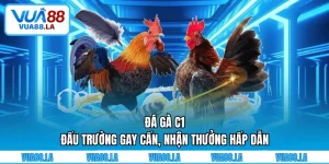Đá gà C1
