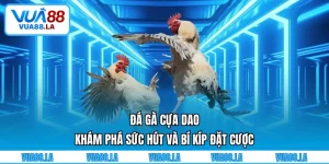 Đá gà cựa dao