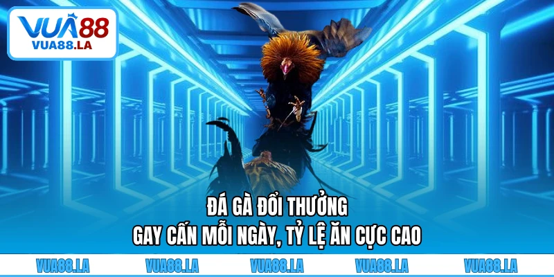 Đá gà đổi thưởng