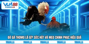 Đá gà Thomo